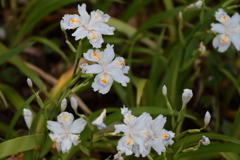 花散歩シャガ１