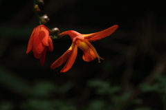 ヒオウギスイセン２