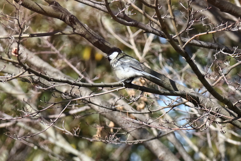 散歩道でシジュウカラ３