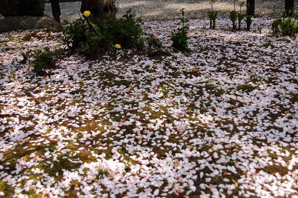 花絨毯
