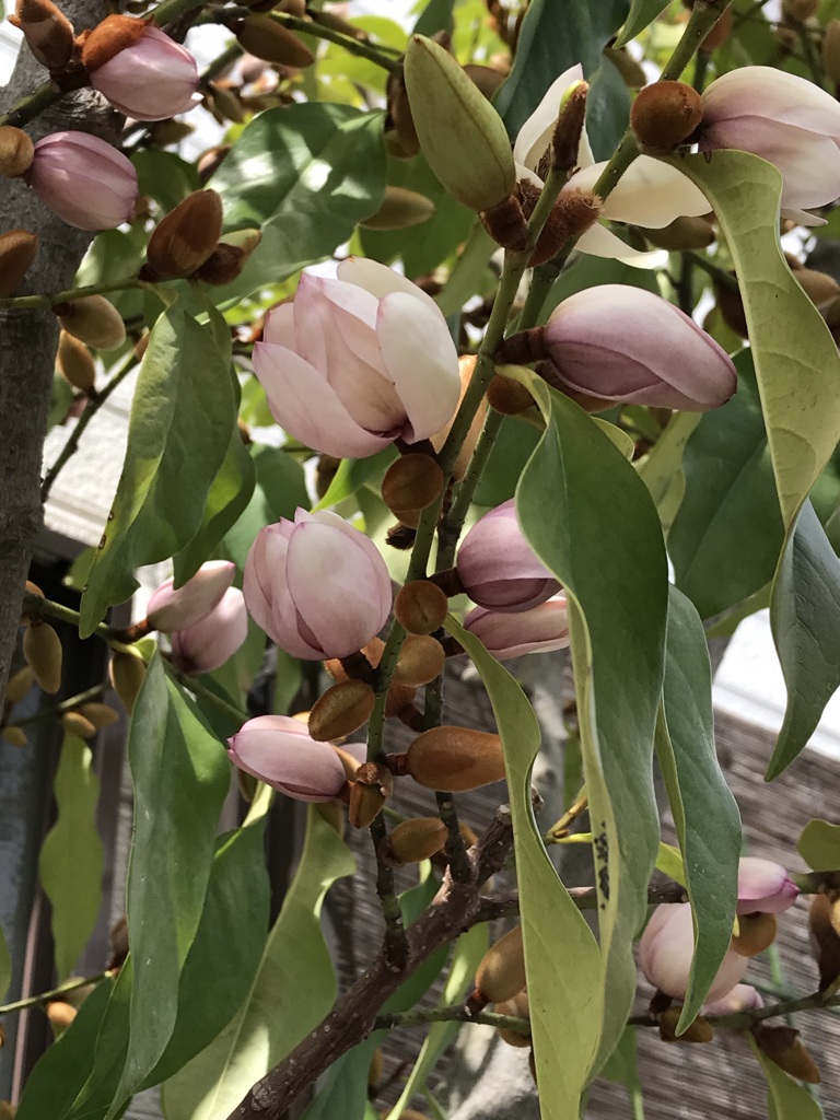散歩道の花達12