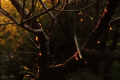 夕陽に輝く１