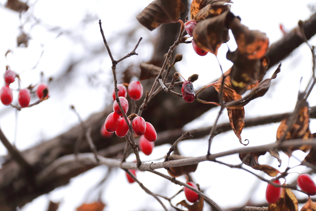 サンシュウの実り