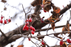 サンシュウの実り