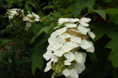 花散歩　名残紫陽花４
