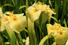 花菖蒲　愛知の輝
