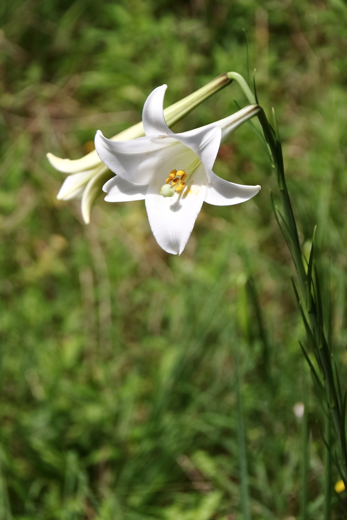 タカサゴユリ咲く頃３