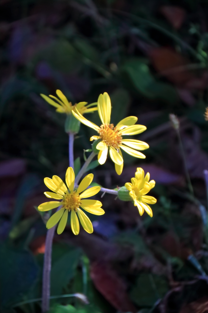 暖光を浴びて２