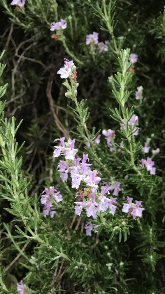 花散歩ローズマリー