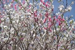 散歩道の花達11