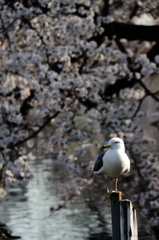 観桜