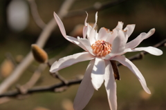 春、植物園14シデコブシ