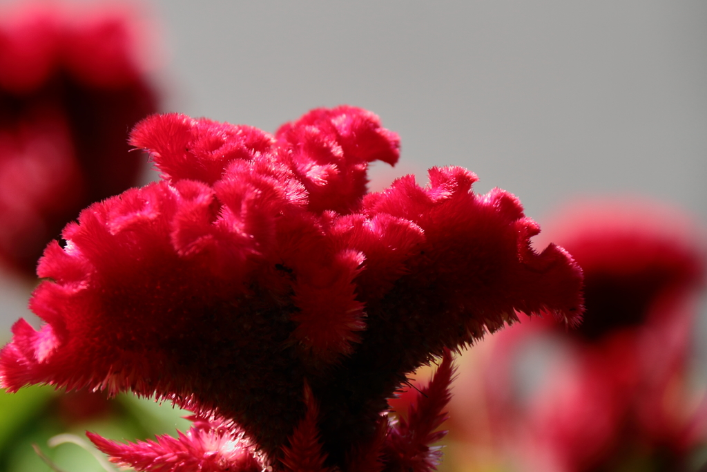 秋色のプロローグ１