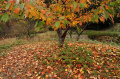 紅葉散歩道６