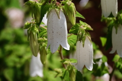 花散歩ホタルブクロ白２
