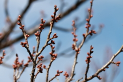 花散歩春に期待１