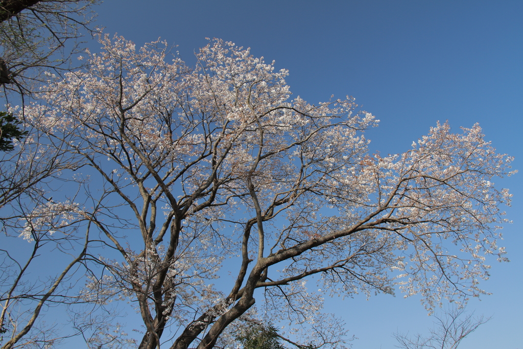 花散歩桜１