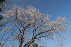 花散歩桜１