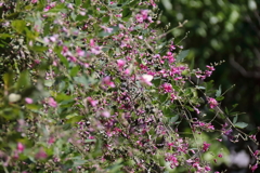 花散歩コマツナギ?2