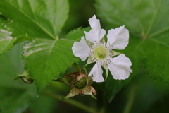 花散歩カジイチゴの花