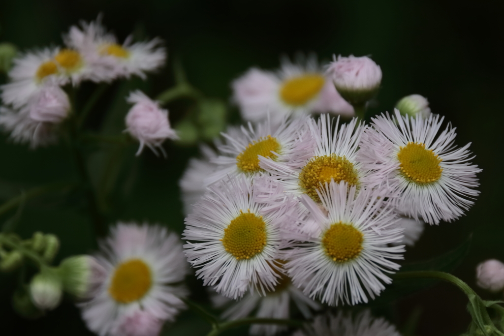 散歩道の花達ハルジオン１