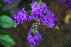 花散歩デュランタ４