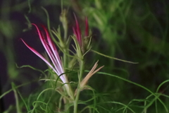 花散歩変化朝顔№306