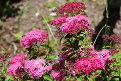 花散歩シモツケ１