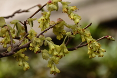 春　トサミズキ２