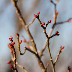 まだまだの蕾１