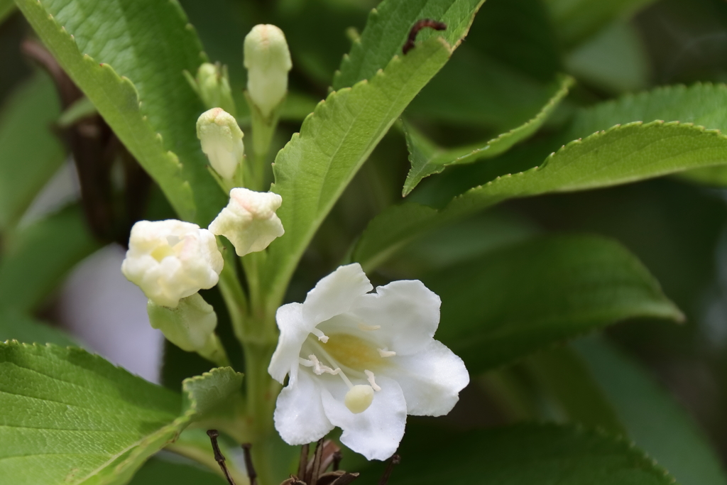 里山散歩ハコネウツギ３