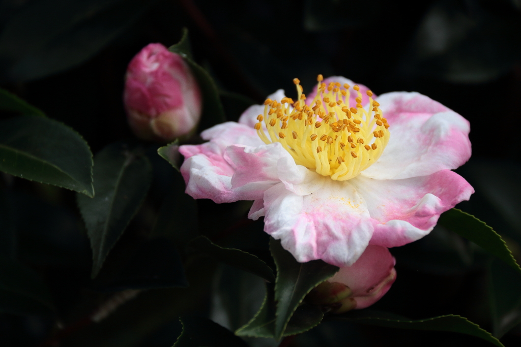 山茶花の季節３