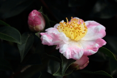 山茶花の季節３