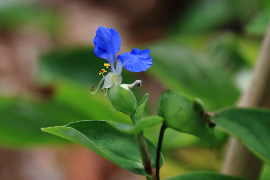 花散歩ツユクサ２