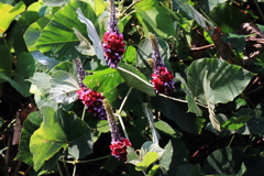 花散歩葛２