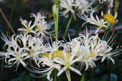 花散歩彼岸花4