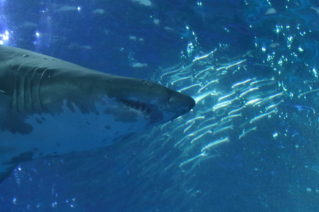 Shark3