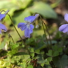 花の歳時記　ノスミレ