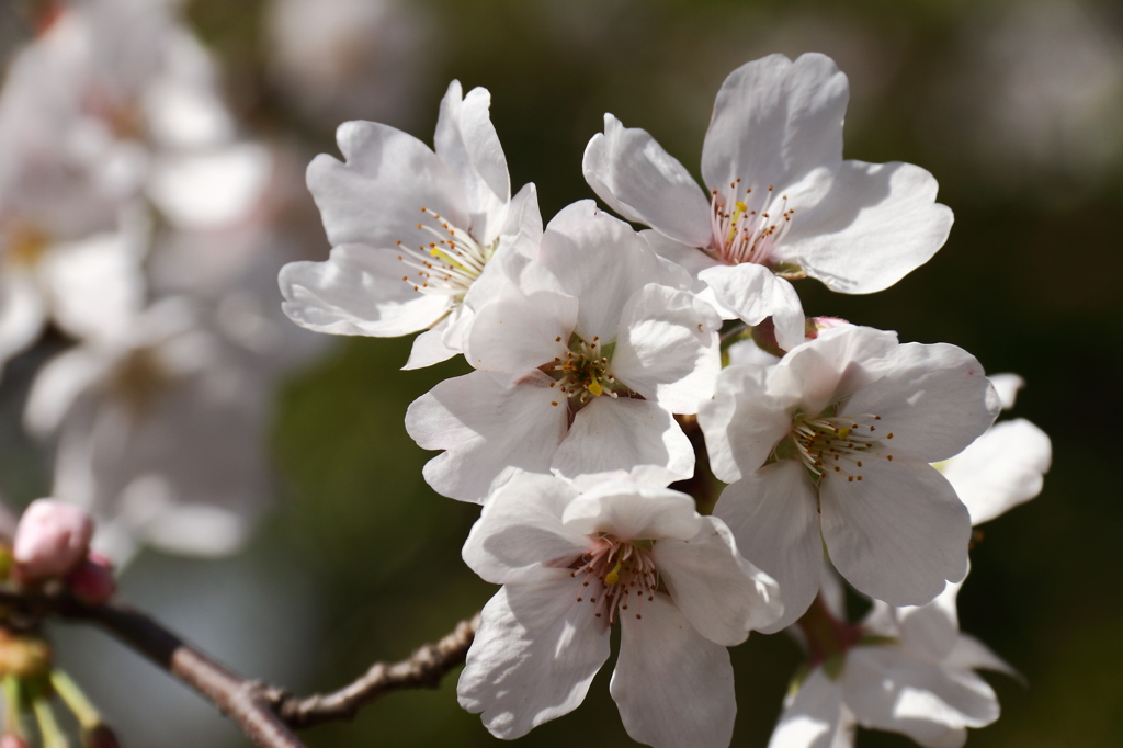 春巡り来て２　(さくら)