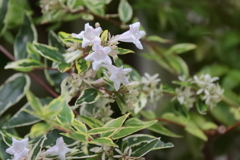 花散歩白斑アベリア 花散歩白斑アベリア
