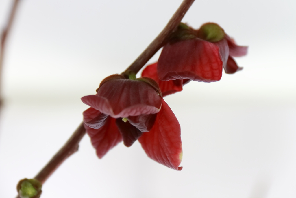 ポポーの花が咲いた２