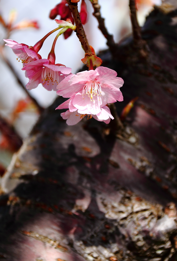 花影