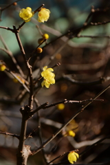 蠟梅香るころ４