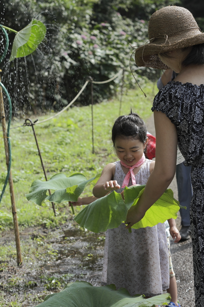 ハスの葉に遊ぶ