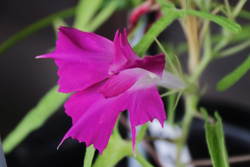 変化あさがお４