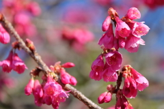 寒緋桜咲く３