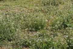 花散歩ナズナ2
