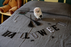 ベーリックホールのハロウィン２