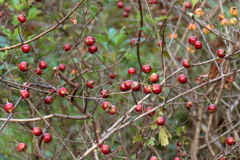 サンザシ熟す頃