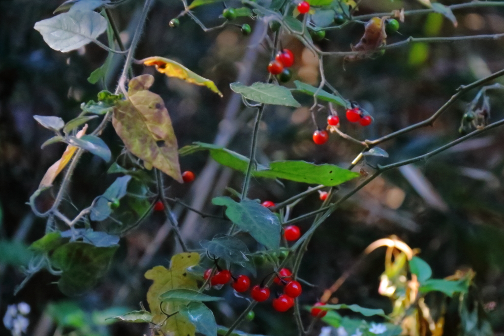 花散歩ヒヨドリジョウゴ
